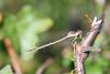 Sympecma fusca
